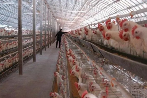 淡水主要养殖品种，包括鱼类、甲壳类等