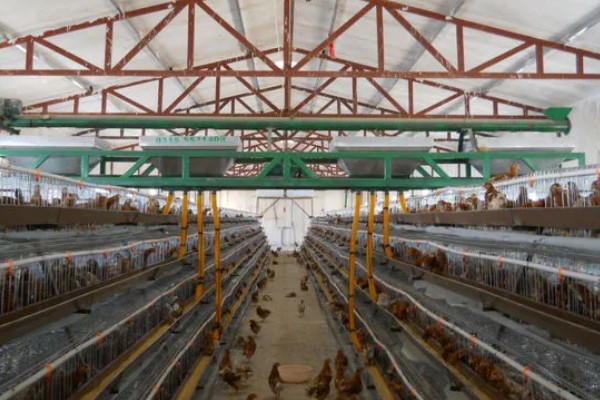 淡水主要养殖品种，包括鱼类、甲壳类等