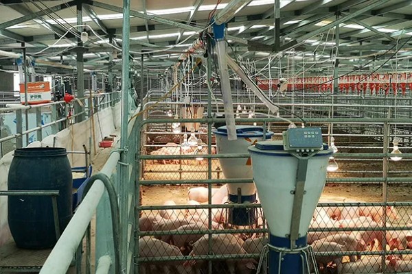 淡水主要养殖品种，包括鱼类、甲壳类等