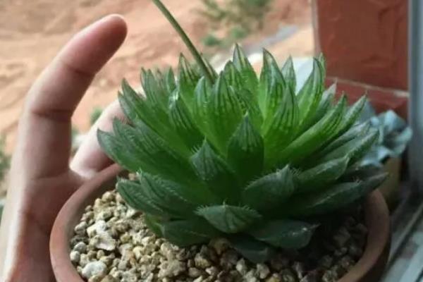 樱水晶长侧芽怎么处理,可以用小刀将侧芽从根部切断