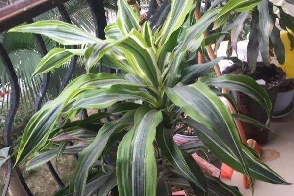 巴西铁树可以在家养吗,能在家中养