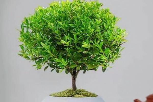 为什么赤楠不能久养,赤楠不能久养是一种错误的说法