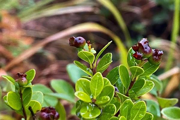 为什么赤楠不能久养,赤楠不能久养是一种错误的说法