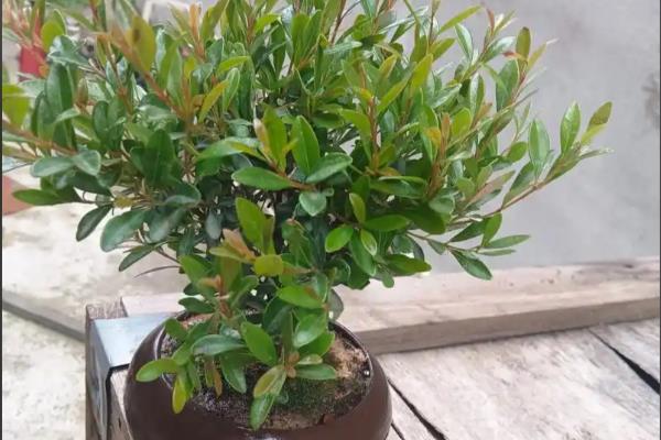 为什么赤楠不能久养,赤楠不能久养是一种错误的说法