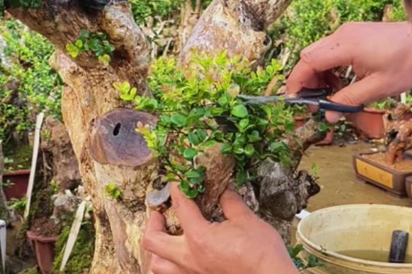 为什么赤楠不能久养,赤楠不能久养是一种错误的说法