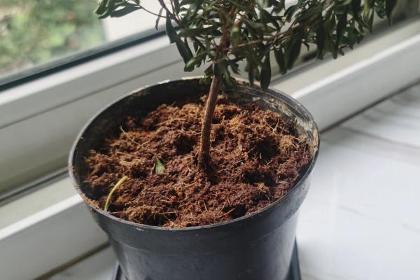 为什么赤楠不能久养,赤楠不能久养是一种错误的说法