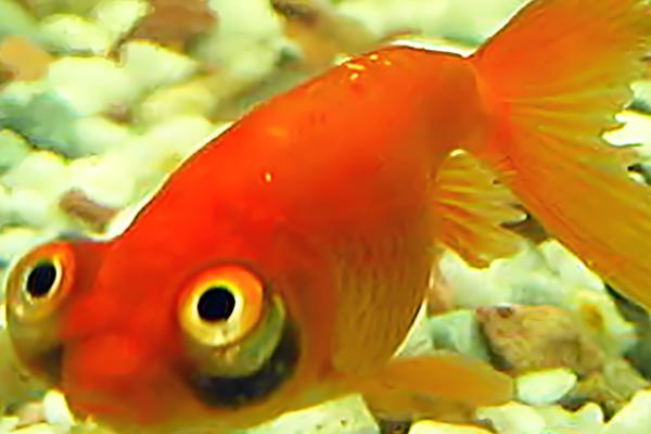 什么因素会影响金鱼的健康,季节气候、水温水质等条件都会造成影响