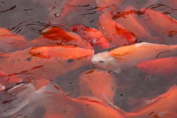 什么因素会影响金鱼的健康,季节气候、水温水质等条件都会造成影响