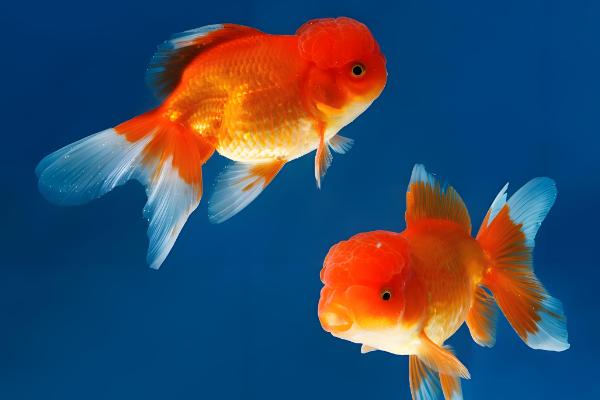 什么因素会影响金鱼的健康,季节气候、水温水质等条件都会造成影响