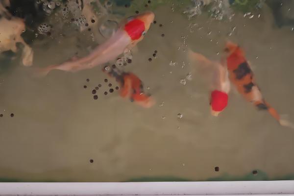 什么因素会影响金鱼的健康,季节气候、水温水质等条件都会造成影响