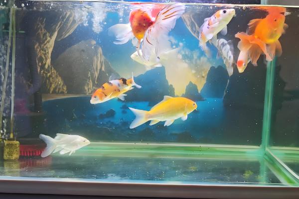 什么因素会影响金鱼的健康,季节气候、水温水质等条件都会造成影响