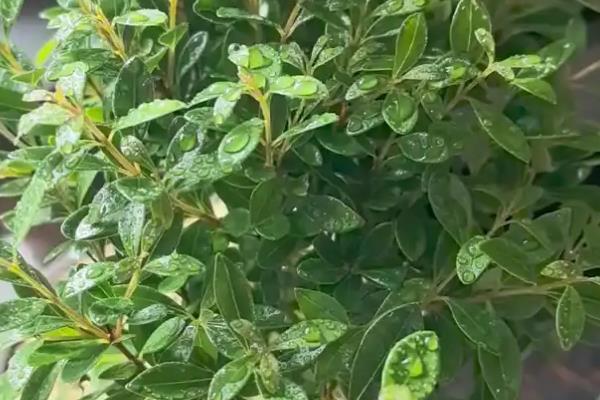 为什么赤楠不能久养,赤楠不能久养是一种错误的说法