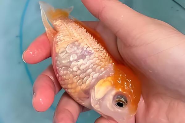 什么因素会影响金鱼的健康,季节气候、水温水质等条件都会造成影响