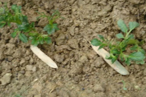 土豆出苗后要留多少苗，适合保留1-3棵