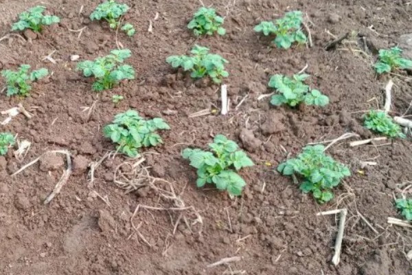 土豆出苗后要留多少苗，适合保留1-3棵
