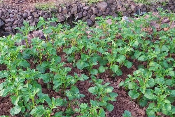 土豆出苗后要留多少苗，适合保留1-3棵