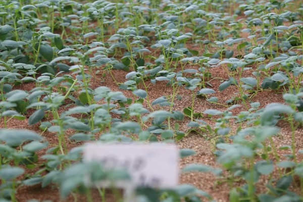 土豆出苗后要留多少苗，适合保留1-3棵