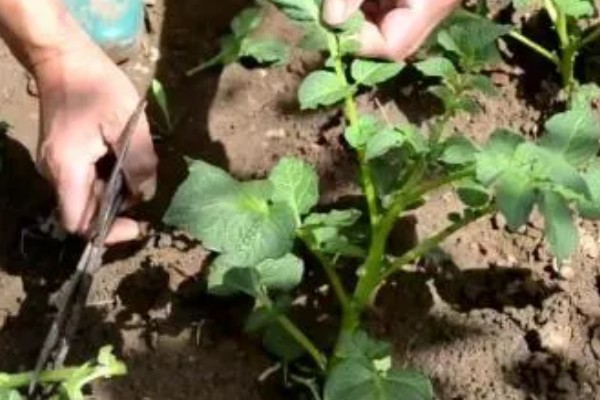 土豆出苗后要留多少苗，适合保留1-3棵