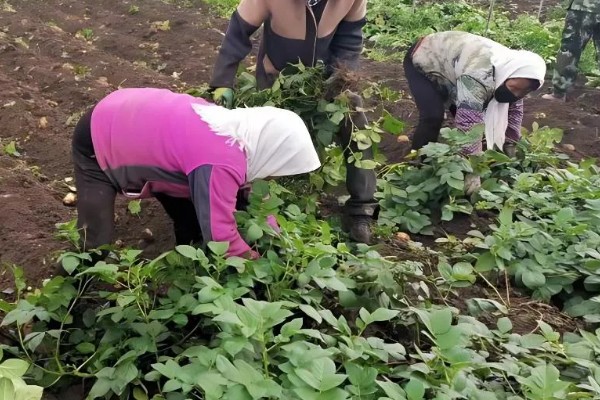 土豆出苗后要留多少苗，适合保留1-3棵