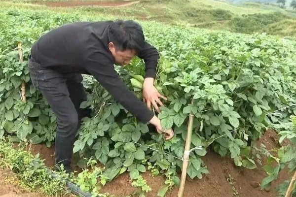 土豆出苗后要留多少苗，适合保留1-3棵