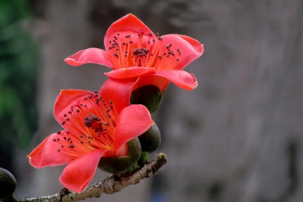 英雄花的简介，一般是指木棉花