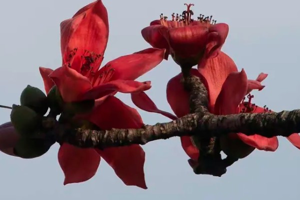 英雄花的简介，一般是指木棉花