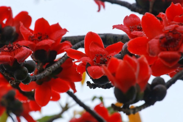 英雄花的简介，一般是指木棉花