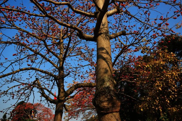 英雄花的简介，一般是指木棉花