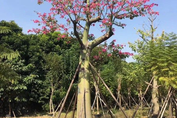 英雄花的简介，一般是指木棉花