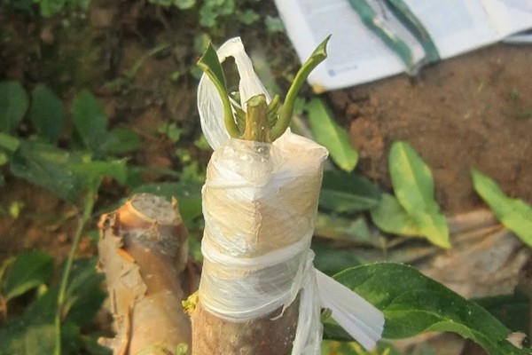 英雄花的简介，一般是指木棉花