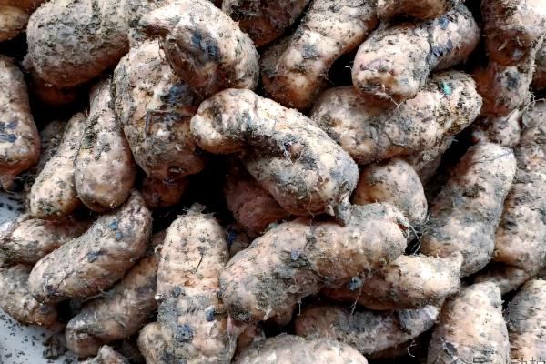 天麻冬天会不会冻死，不一定会冻死