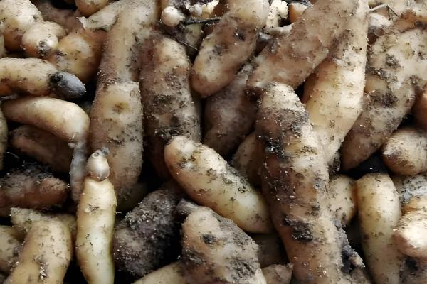 天麻冬天会不会冻死，不一定会冻死