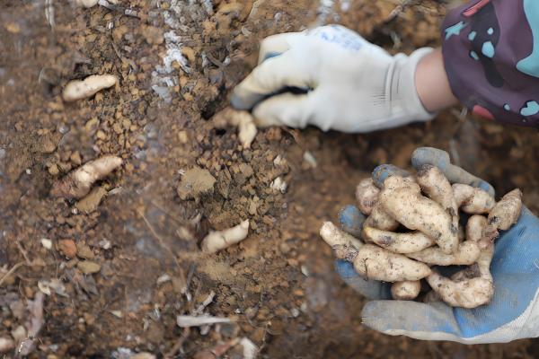天麻冬天会不会冻死，不一定会冻死