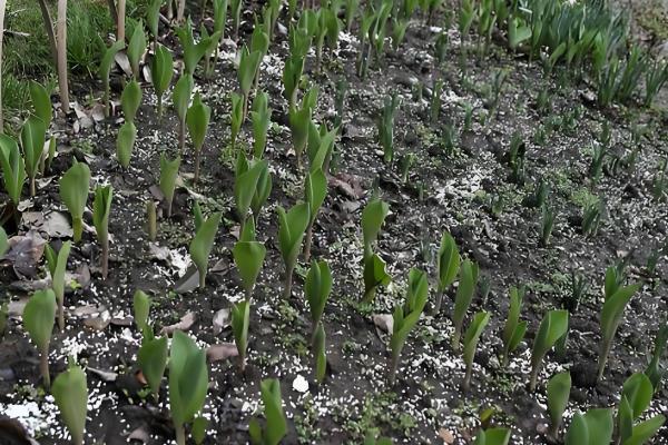 天麻冬天会不会冻死，不一定会冻死