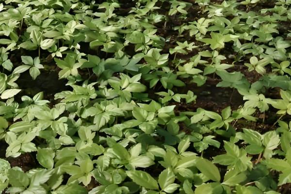 天麻冬天会不会冻死，不一定会冻死