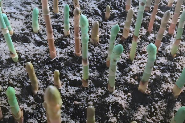 天麻冬天会不会冻死，不一定会冻死