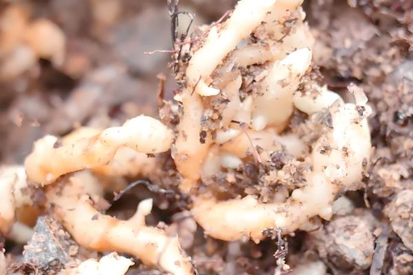 天麻冬天会不会冻死，不一定会冻死