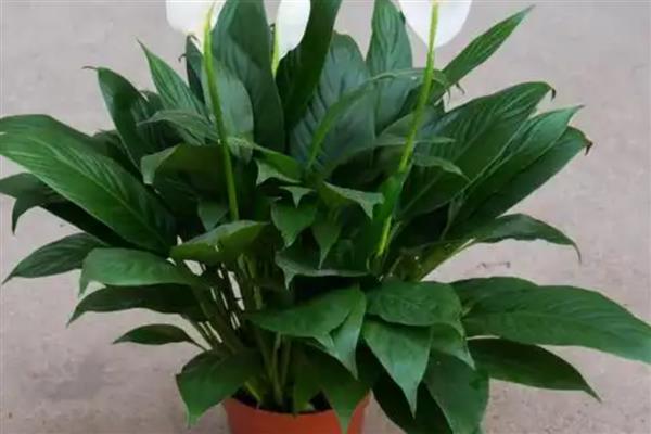 一帆风顺有什么用，可供观赏还能净化空气