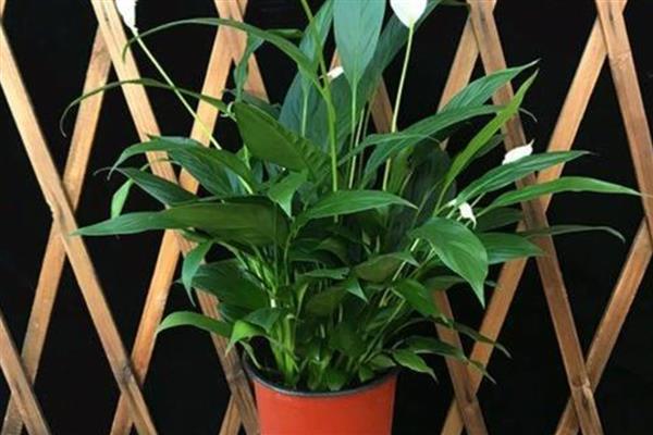 一帆风顺有什么用，可供观赏还能净化空气