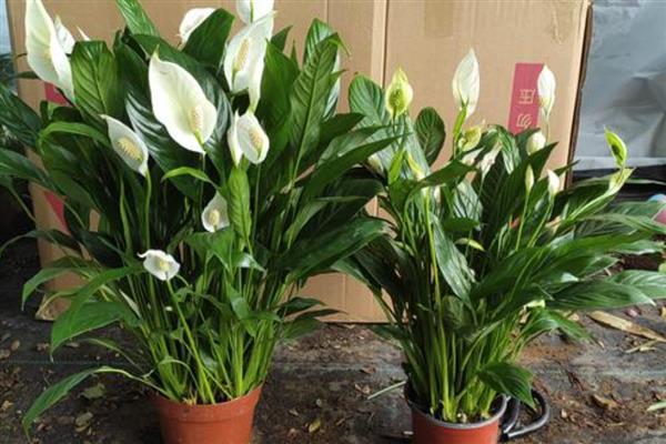 一帆风顺有什么用，可供观赏还能净化空气