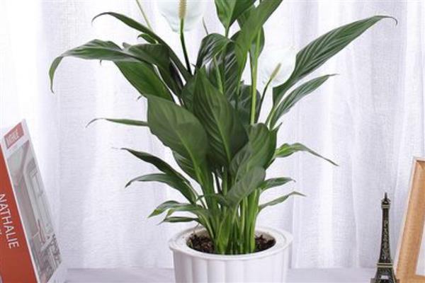 一帆风顺有什么用，可供观赏还能净化空气