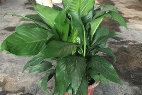 一帆风顺有什么用，可供观赏还能净化空气