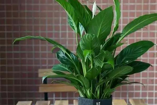 一帆风顺有什么用，可供观赏还能净化空气