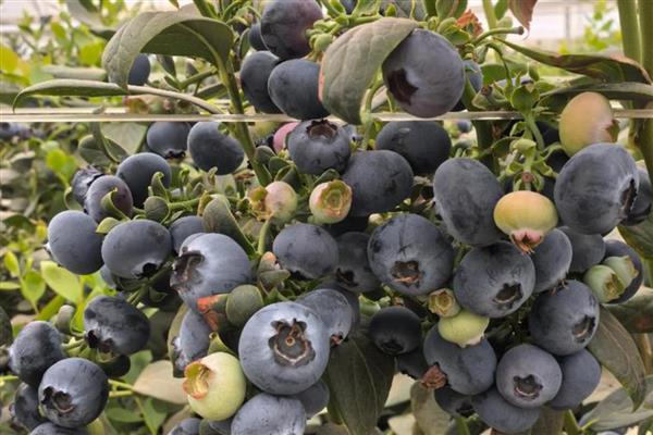 怎样种植蓝莓,首先要选择高产品种