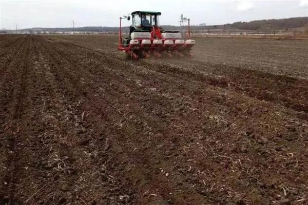 怎样种植蓝莓,首先要选择高产品种