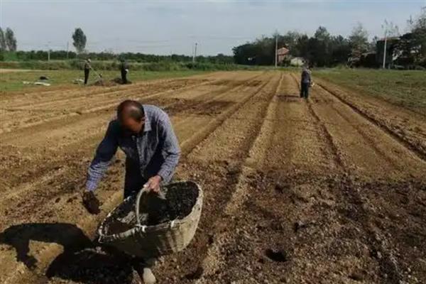 怎样种植蓝莓,首先要选择高产品种