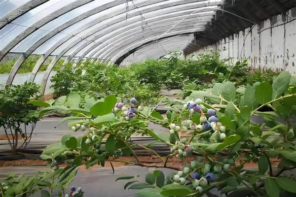 怎样种植蓝莓,首先要选择高产品种