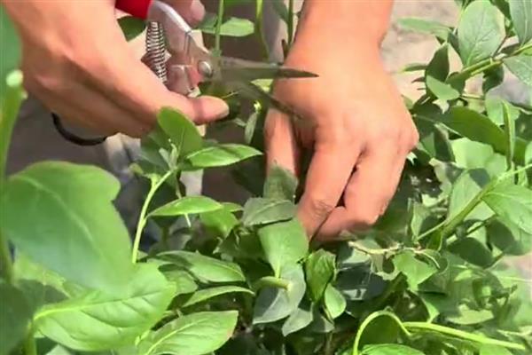 怎样种植蓝莓,首先要选择高产品种