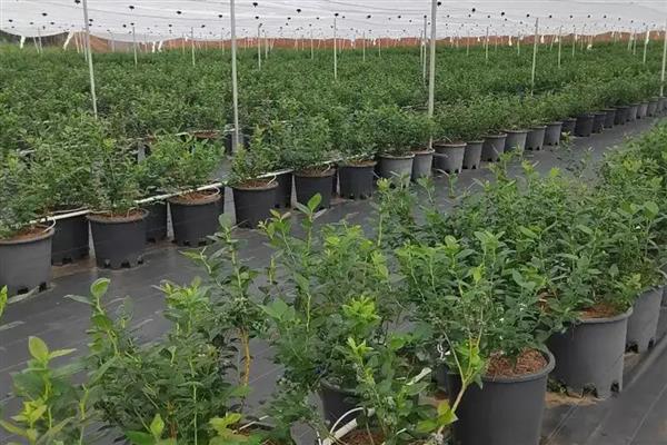 怎样种植蓝莓,首先要选择高产品种