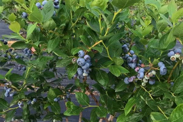 怎样种植蓝莓,首先要选择高产品种